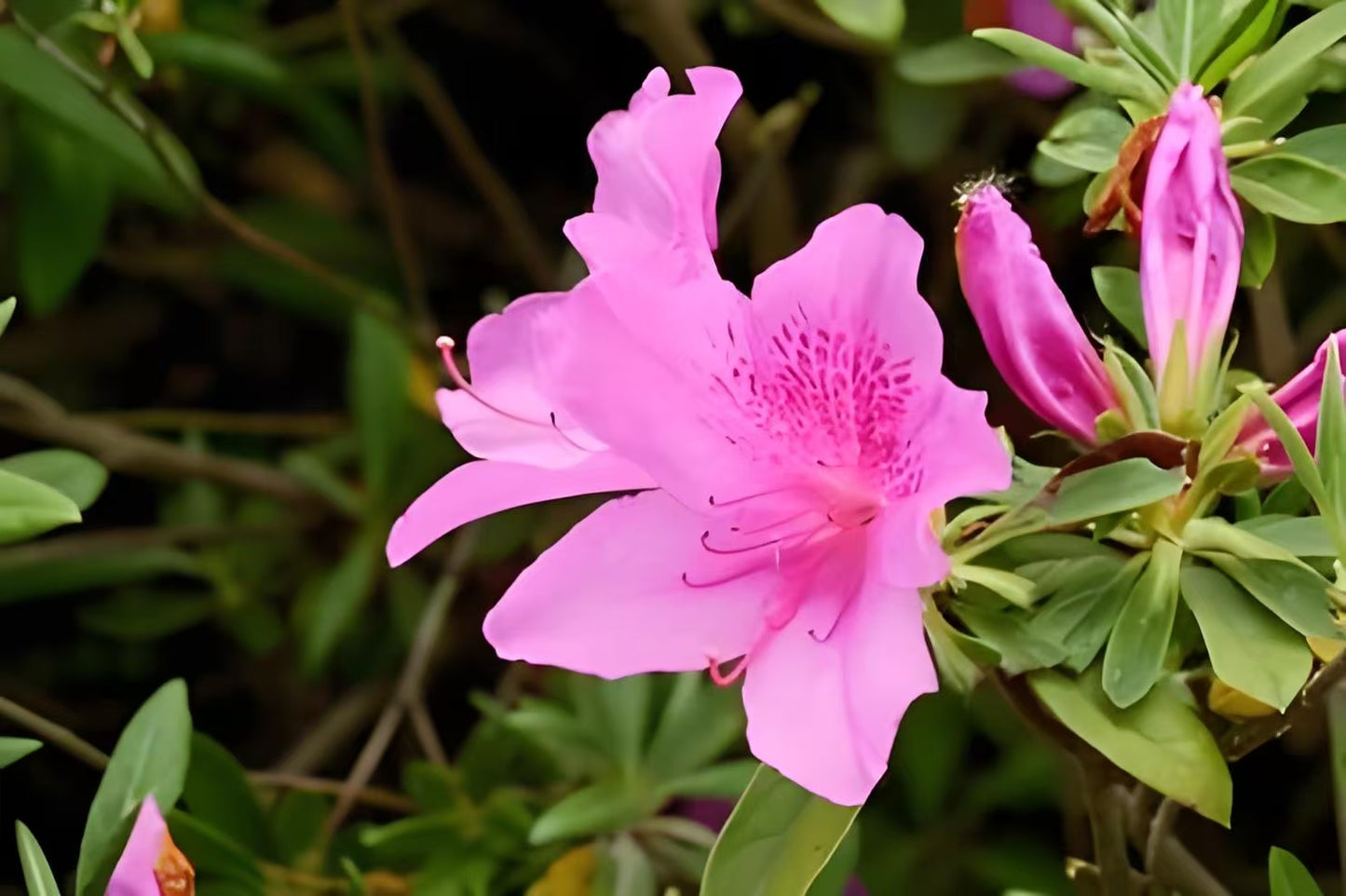 Azalea Crochet Flower Stem CF-041