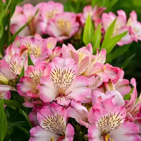 Peruvian Lily Crochet Flower Stem CF-017