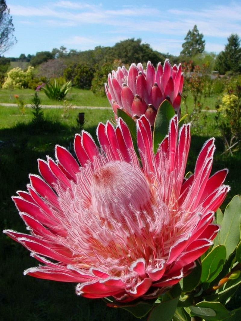 Protea Crochet Flower Stem