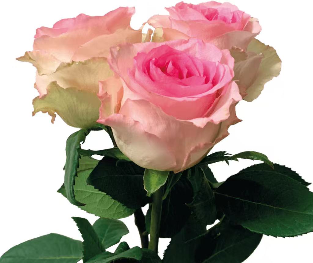 Mandala Rose Crochet Flower Stem CF-007