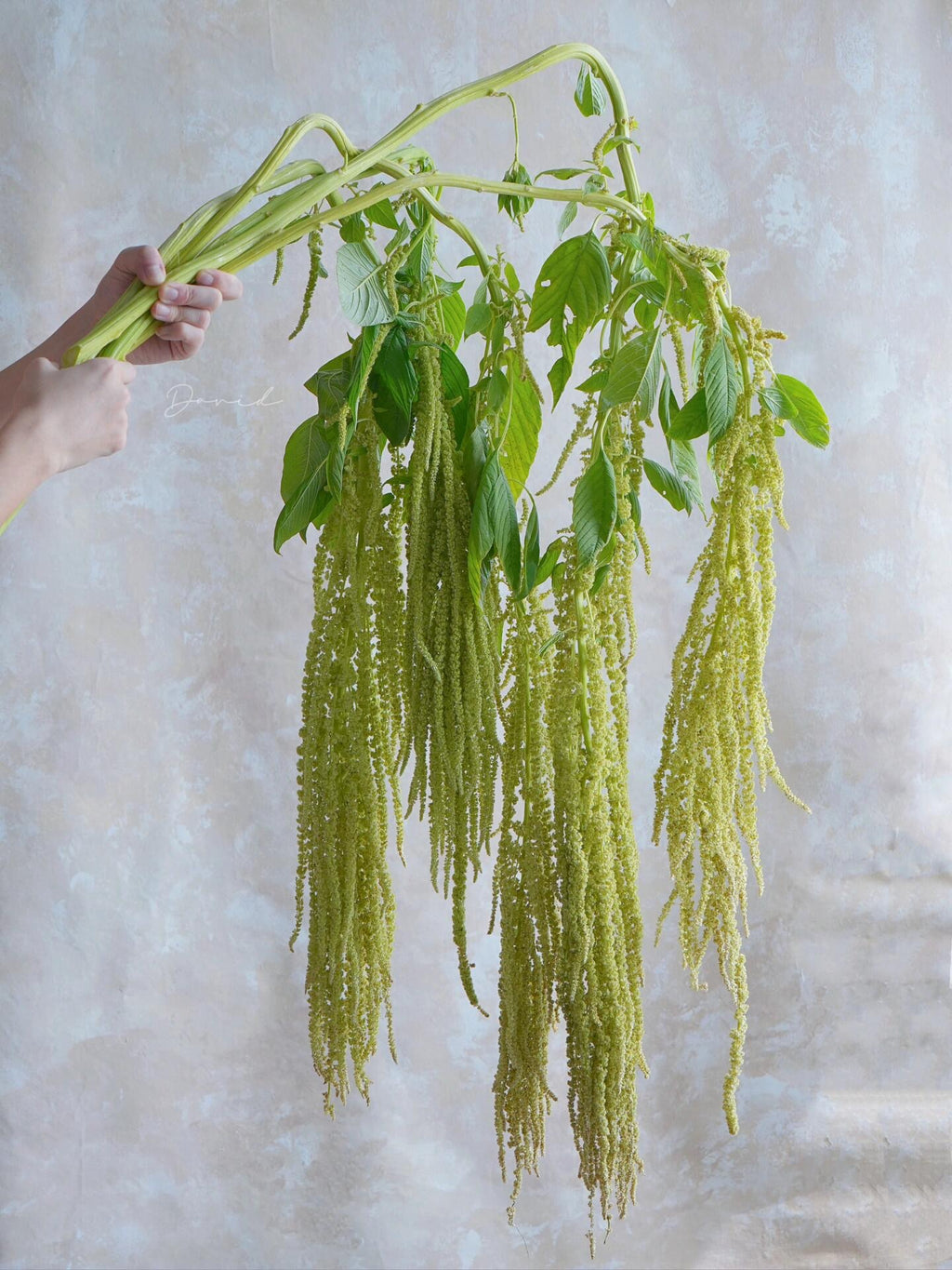 Love-Lies-Bleeding Crochet Flower Stem CL-009