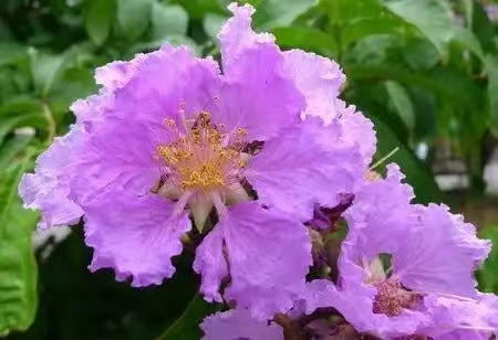 Giant Crape Myrtle Crochet Flower Stem CF-028