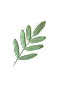 Olive Leaf Crochet Flower Stem CL-003